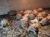 Sell Tortoises & Turtles for sale