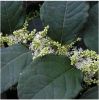 Sell Polygonum Cuspidatum P.E.