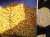  Maize | Maize Exporter | Corn Grain Seller | Maize Buyer | Bulk Maize Grain Importer | Corn bean Buyer | Corn bean Wholesaler | Corn Grain Manufacturer | Best Quality Corn Grain | Cheap Maize Supplier | Low Price Corn | Yellow Corn | White Cron | Baby Ma