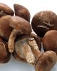 Sell Herbal Blood Sugar Reducing Shitake Mushroom Extract