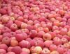 Sell Chinese fresh red fuji apples