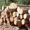 Sell Teak Logs