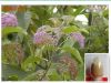 Sell  Callicarpa Nudiflora Dry Extract