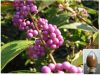 Sell Callicarpa Kwangtungensis Dry Extract