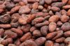 Sell Best Quality Roasted Cocoa Beans for Sale