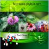 Sell Red Clover Extract