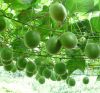 Zero Calories Sweetener Monkfruit Extract Mogroside V 25% Min Hplc