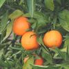 Sell Fresh Clementine