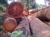 Sell tropical timbers and logs