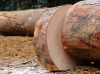 PAO ROSA (Swartzia Fistuloides) logs