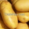 Offer To Sell fresh Potato