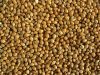 Sell broomcorn millet