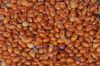 Sell Red Broomcorn Millet