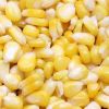 Sell FRESH YELLOW CORN