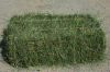 Sell ALFALFA HAY FOR ANIMAL FEED