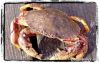 Sell Rock Crab