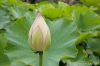Fresh Lotus & Flower Export