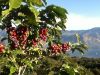 Sell - Organic fair trade SHB green coffee