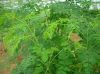 Sell moringa oleifera powder