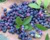 Sell Blueberry Fruit Extract