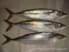 Sell Pacific mackerel