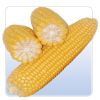 the maize
