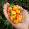 Sell Habanero Peppers