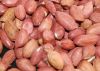 Sell Offer Groundnut Seed