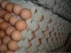 Sell Fresh Grade A' Brown Chicken Eggs