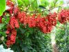 Schisandra Chinensis P.E./ Schisandra Chinensis Extract