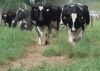 Sell Holstein-Friesian Cow, Boar Goat,