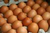 Sell 2013 Fresh White And Brown Table Eggs