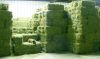 Sell Supreme Quality Alfalfa Hay
