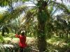 Sell Palm Oil Plantation