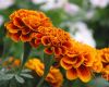 Sell Zeaxanthin