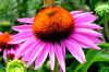 Sell echinacea purpurea juice concentrate powder 45: 1