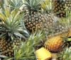 Buy Pineapple Powder from Venkatesh Food Industries