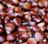 Sell Raw Fresh Chestnut