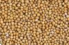 Sell Mustard Seeds