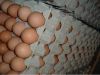 Sell Fresh White/Brown Chicken Eggs