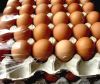 Sell Fresh chicken eggs for sale