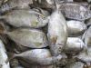 Sell Frozen Rabbit Fish