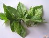 Basil Leaf Extrac Powder-2% Alkoloids, Free sample, GMO Free, Halal