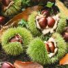 Sell fresh chestnuts--new crop