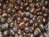 Sell 2012 New Crop Grade A Chinese Fresh Chestnut