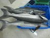 Sell Fresh cobia whole round headon/headless