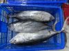 Sell longtail tuna