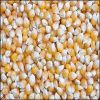  Maize | Maize Exporter | Corn Grain Seller | Maize Buyer | Bulk Maize Grain Importer | Corn bean Buyer | Corn bean Wholesaler | Corn Grain Manufacturer | Best Quality Corn Grain | Cheap Maize Supplier | Low Price Corn | Yellow Corn | White Cron | Baby Ma