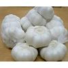 Sell China 2013 new Normal White Fresh Garlic