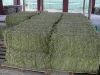 Sell Feed grade Alfalfa Hay